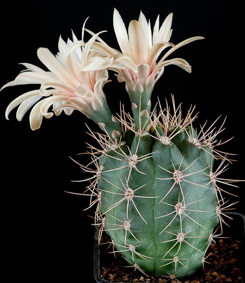 Gymnocalycium fischeri ssp suyuquense